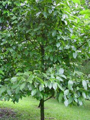 Mangosteen Tree